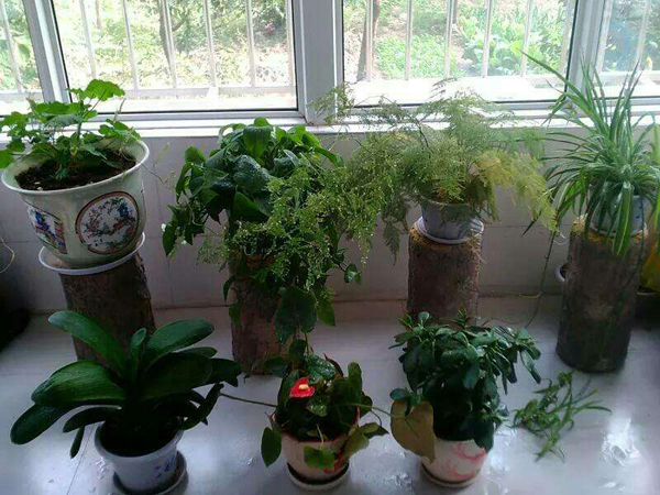 室内养殖木本花卉植物（适合室内养殖的木本植物和花卉）