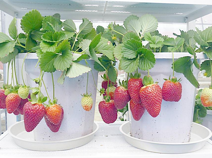 种植草莓技巧（种植草莓的技巧）