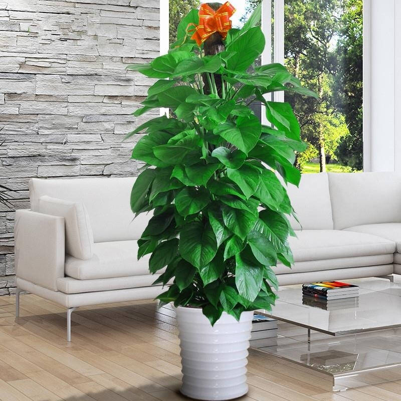 适合高花盆栽和客厅绿植花卉（适合高花盆栽和客厅绿植花卉的植物）