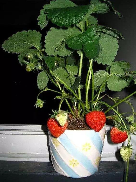 给男朋友种草莓的方法与技巧（怎样给男盆友种草莓）