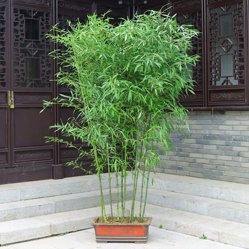 竹子盆栽室内养殖技巧（竹子的盆养的注意事项）