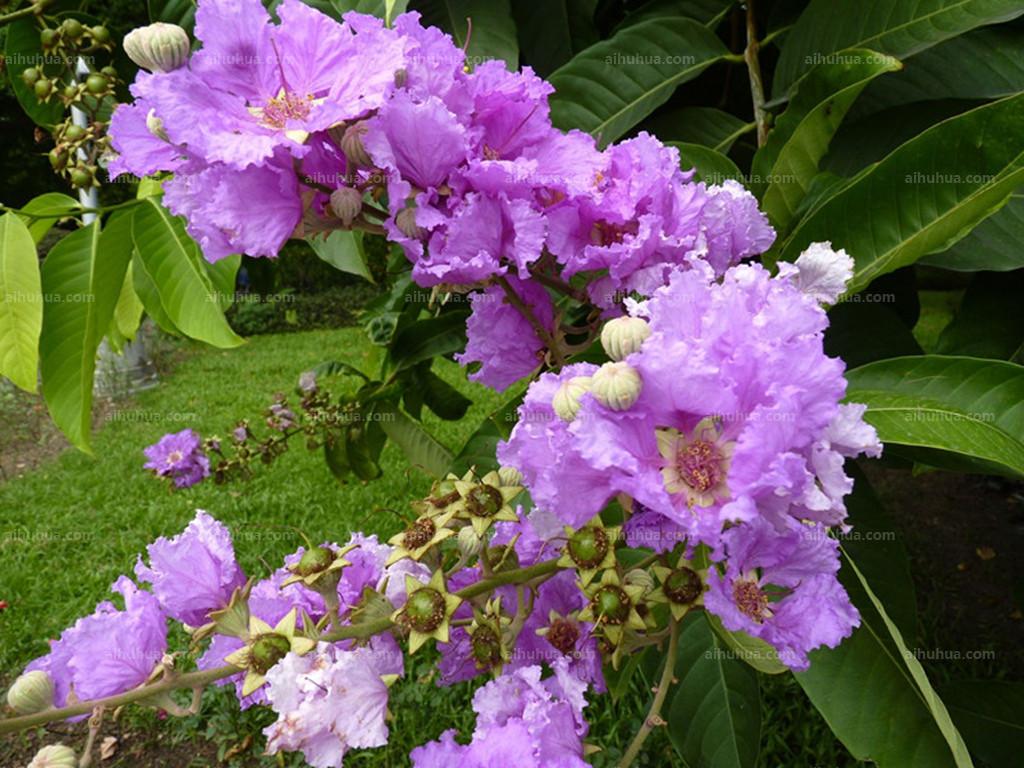 紫色木本花卉（紫色木本花卉图片）