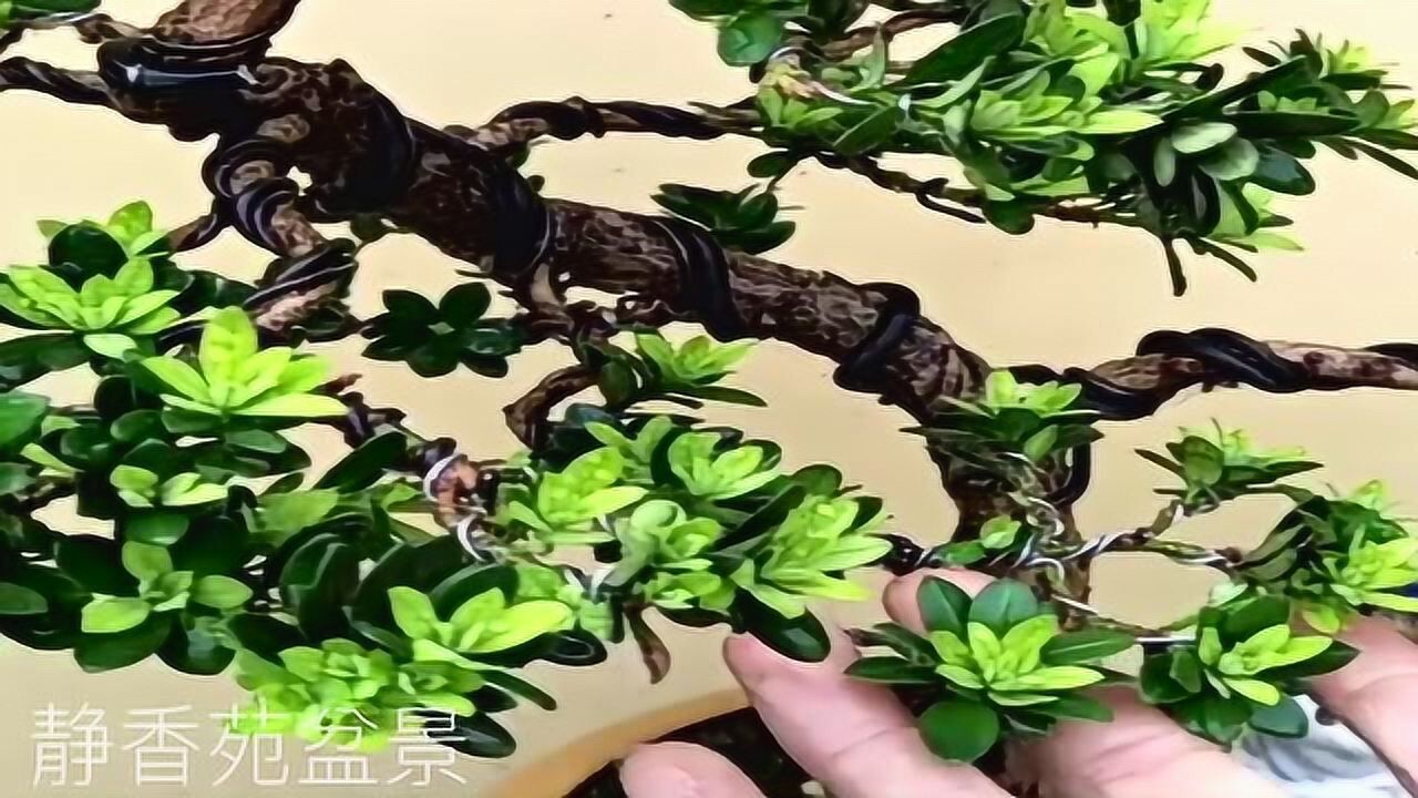 花卉盆景制作技术（盆景花盆制作视频）